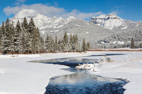 PictureA snowy landscape in Yellowstone National Park in winter.