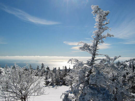 A snowy landscape in Acadia National Park in winter.