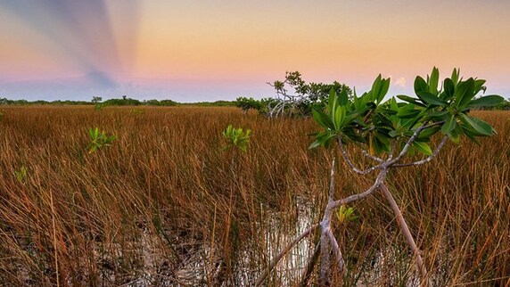 A winter landscape in Everglades National Park.