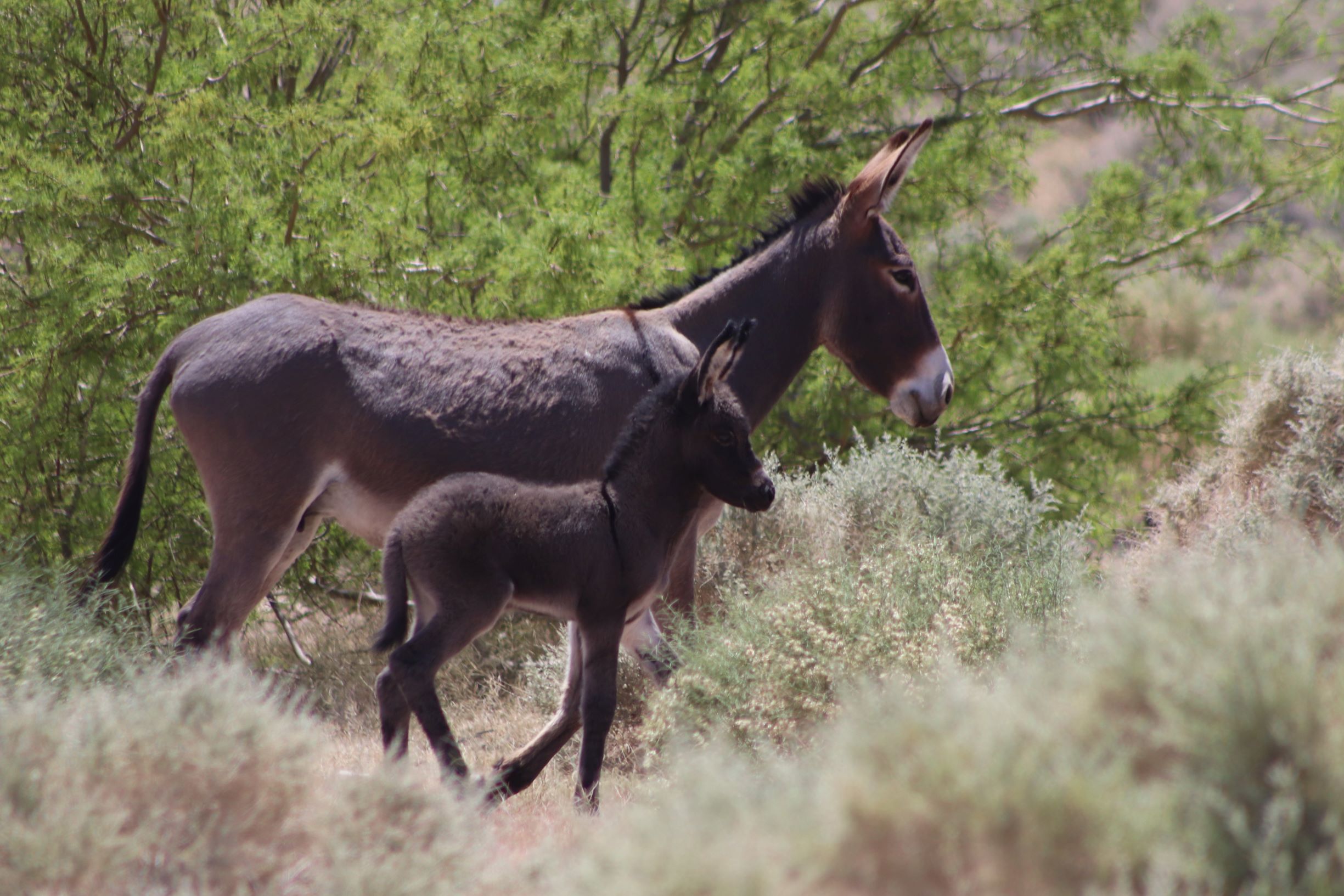 Father and Son Wild Donkeys / Burros in Beatty, Nevada - Poster/Print