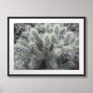 A close-up view of a cholla cactus with intricate spines, photographed in the Southwestern Arizona desert.