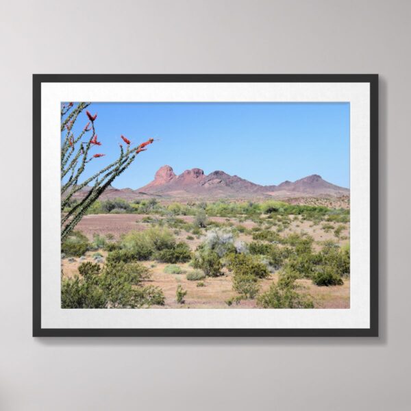 A blooming ocotillo cactus with vibrant red flowers in a vast Southwestern desert landscape, framed by rugged mountains and a bright blue sky.