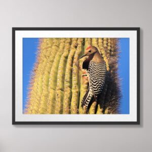 A Gila Woodpecker with striking black-and-white feathers and a red crown perched on a vibrant green saguaro cactus against a bright blue sky, photographed in Kofa National Wildlife Refuge, Arizona.