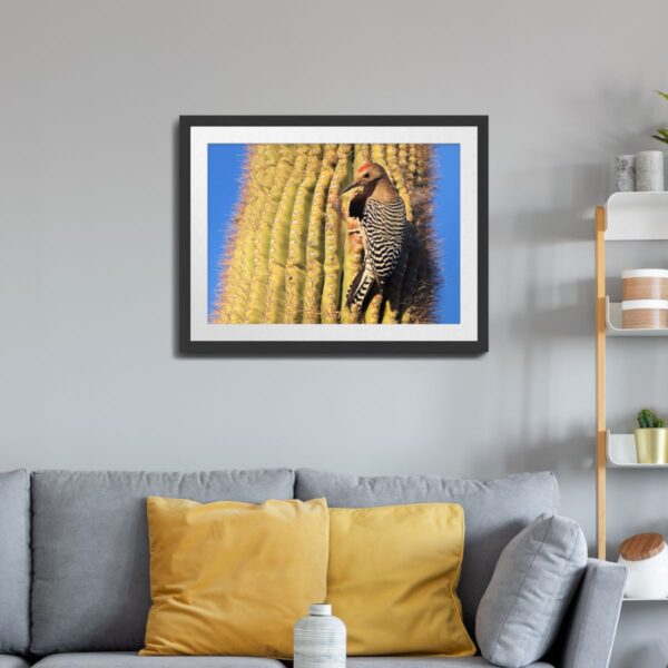 Gila Woodpecker on Saguaro Cactus Print – Kofa National Wildlife Refuge, Arizona - Image 5