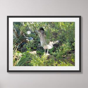 A vibrant photograph of a roadrunner standing amidst lush desert greenery in the Arizona desert.