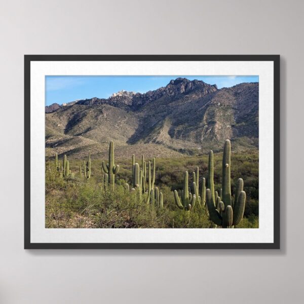 A stunning view of saguaro cacti standing tall in the Sonoran Desert with rugged mountains in the background at Catalina State Park, Tucson, Arizona.