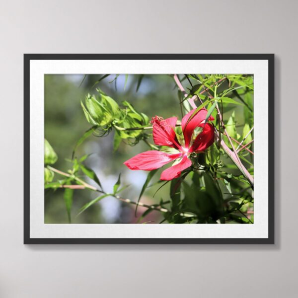 A vibrant Blazing Star hibiscus flower with striking red petals surrounded by green foliage, photographed in Eastern North Carolina.