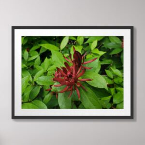 A Carolina Allspice flower with vibrant red petals set against lush green foliage, photographed in Raleigh, North Carolina.