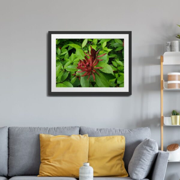 Carolina Allspice Flower in Raleigh, North Carolina - Vibrant Nature Art Print - Image 2