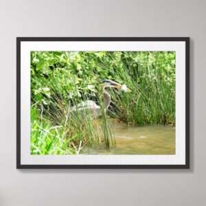 Photograph of a great blue heron catching a fish among lush green reeds in central North Carolina, showcasing dynamic wildlife in a natural habitat.