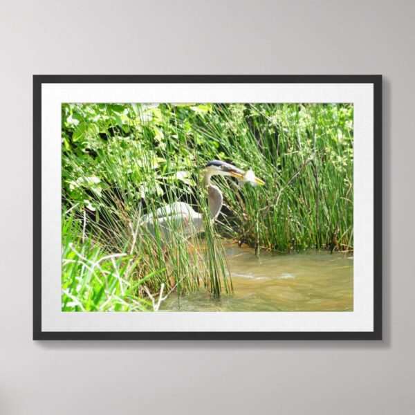 Photograph of a great blue heron catching a fish among lush green reeds in central North Carolina, showcasing dynamic wildlife in a natural habitat.