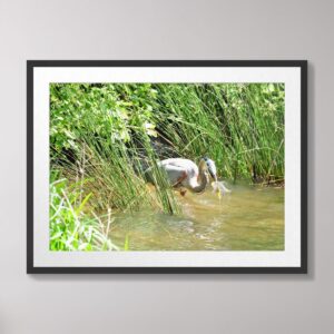 Photograph of a great blue heron catching a fish in the water, surrounded by lush greenery in central North Carolina, showcasing a vivid wildlife moment.