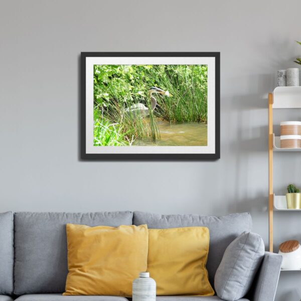 Great Blue Heron Catching a Fish in Central North Carolina - Nature Photography Print - Image 2