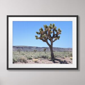 A majestic Joshua Tree in the Goldfield, Nevada desert, surrounded by arid landscapes and bathed in bright sunlight under a clear blue sky.