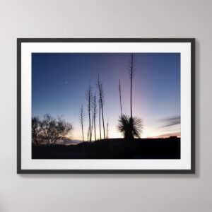 Silhouettes of yucca plants and ocotillo against a colorful twilight sky with a crescent moon, capturing the desert landscape at dusk in New Mexico.