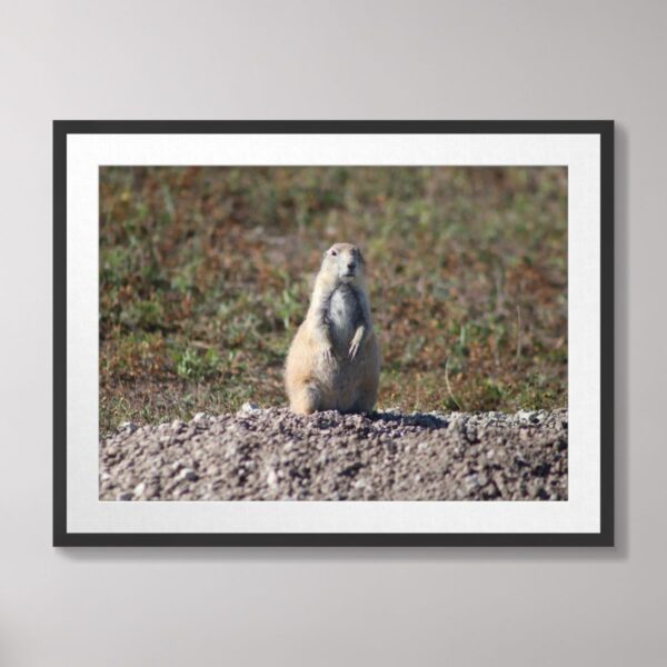 Photograph of a prairie dog standing on its hind legs in Badlands National Park, South Dakota, surrounded by earthy terrain.