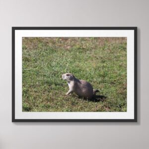 A close-up photograph of a prairie dog in a grassy field at Badlands National Park, South Dakota, captured in natural light.