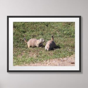 A photograph of a playful prairie dog pair in a grassy field at Badlands National Park, South Dakota, captured in natural light.