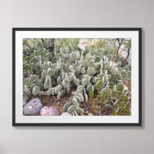 Cluster of prickly pear cacti in their natural habitat in Caballo, New Mexico, showcasing intricate patterns of spines and vibrant desert greenery.