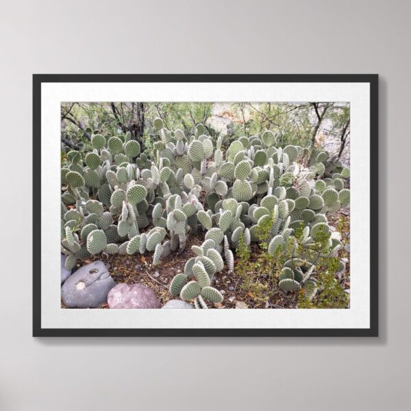 Cluster of prickly pear cacti in their natural habitat in Caballo, New Mexico, showcasing intricate patterns of spines and vibrant desert greenery.