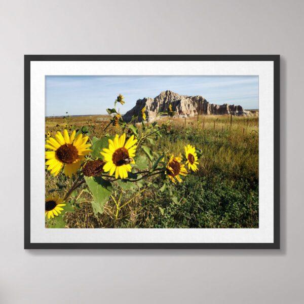 A vibrant photograph of golden sunflowers in full bloom set against the rugged rock formations of Badlands National Park, South Dakota, under a clear blue sky.