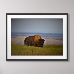 A stunning photograph of a wild buffalo grazing in the golden grasslands of Badlands National Park, South Dakota, with the park's rugged terrain in the background.