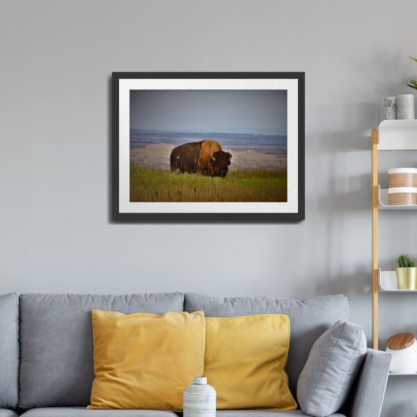 Wild Buffalo at Badlands National Park, South Dakota Art Print - Image 2