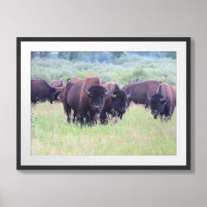 Wild buffalo grazing in a lush green meadow at Grand Teton National Park.