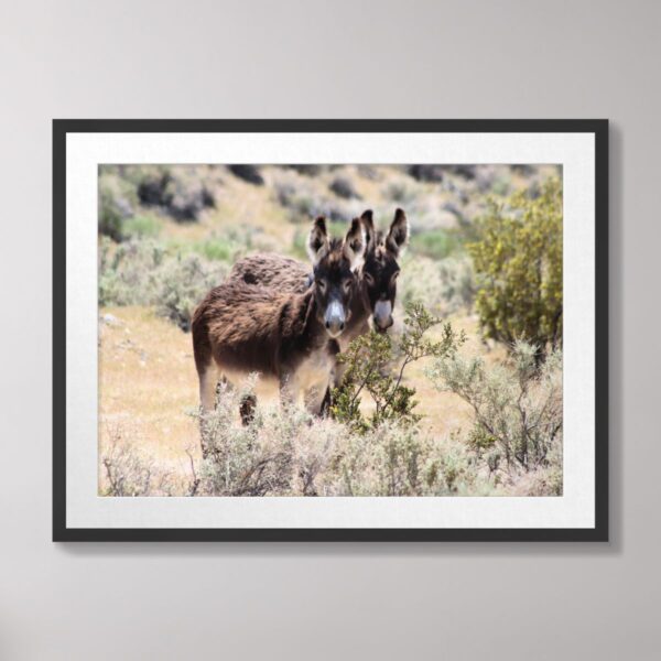 A pair of wild donkeys standing amidst golden sagebrush and shrubs in the desert landscape of Beatty, Nevada.