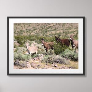 A herd of wild donkeys standing in a desert landscape surrounded by sagebrush and rocky terrain in Beatty, Nevada.