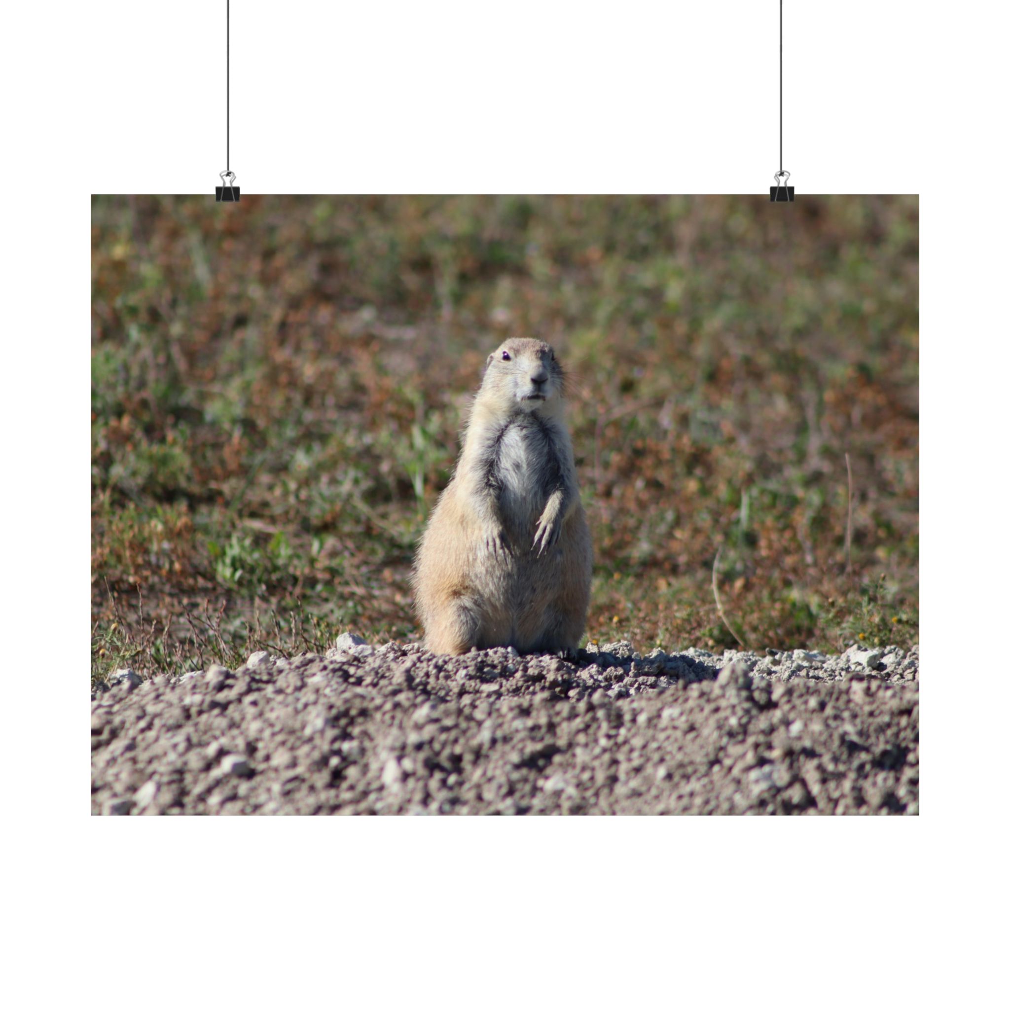 Prairie Dog Wildlife Fine Art Giclée – Badlands National Park, South Dakota – Great Plains Prairie Nature Photography on 300 gsm Archival Paper for Collectors and Rustic Western Wall Art - Image 10