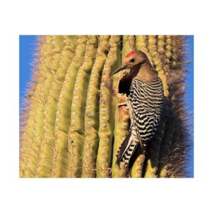 Gila Woodpecker on Saguaro Cactus – Fine Art Giclée Print | Kofa National Wildlife Refuge Wall Art | Arizona Bird and Desert Photography