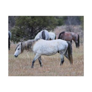 Wild Horses Grazing at Theodore Roosevelt National Park, North Dakota – Majestic Western Wildlife Photography Matte Art Print