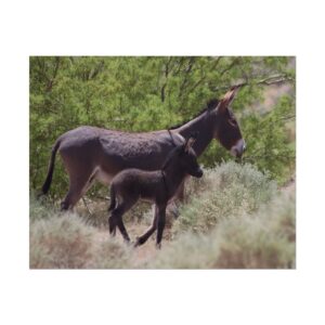 Father and Son Wild Donkeys in Nevada Matte Print – Southwestern Desert Wildlife Photography – Burros in Nature Wall Art Poster (Unframed)