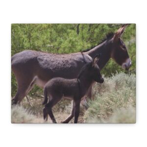 Father and Son Wild Donkeys in Nevada Wrapped Canvas Wall Art – Southwestern Desert Wildlife Photography – Burros in Nature Print Ready to Hang