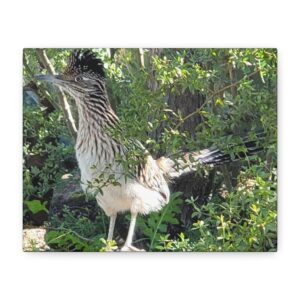 American Roadrunner – Wrapped Canvas Wall Art | Arizona Desert Bird Photography | Southwestern Wildlife Decor