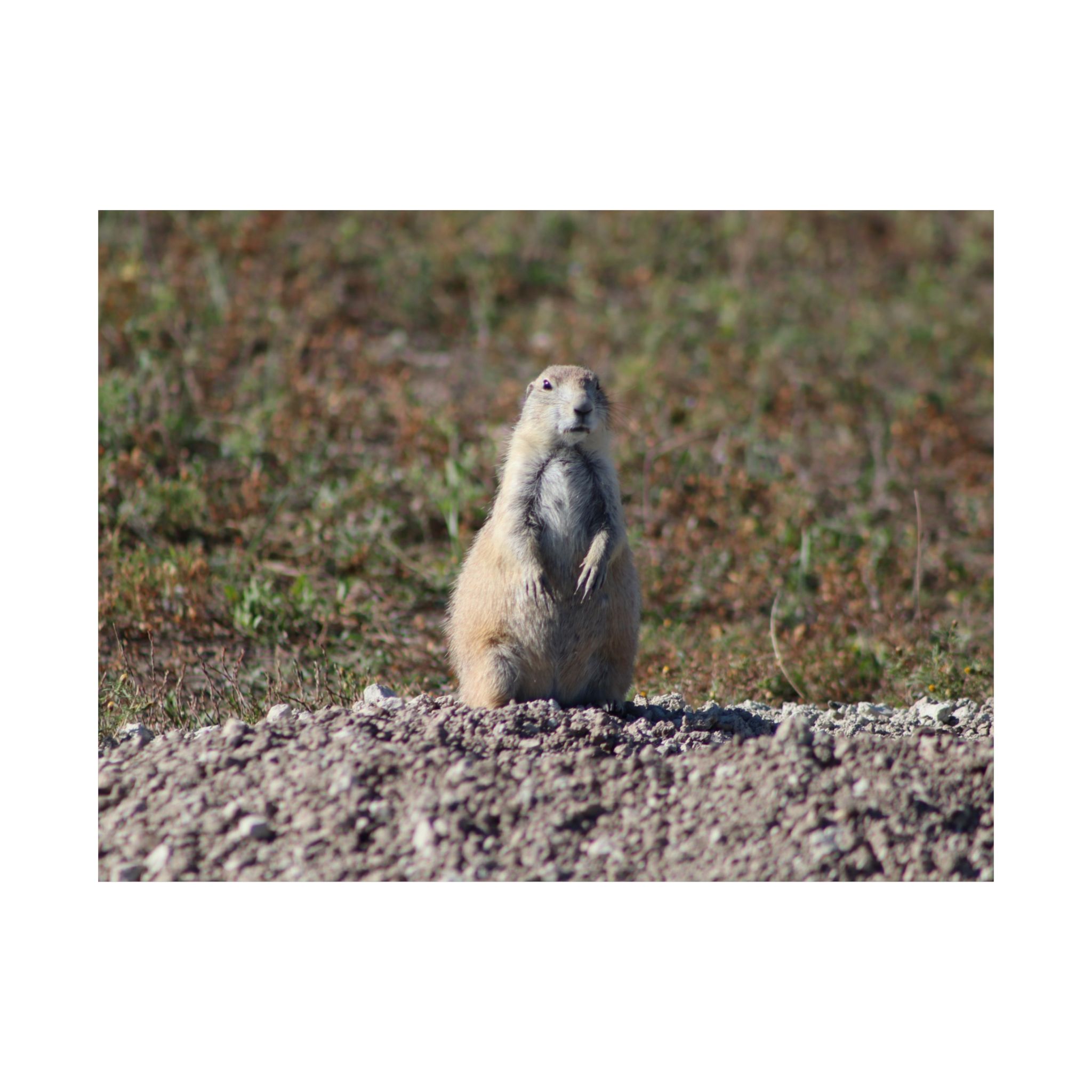 Prairie Dog Wildlife Fine Art Giclée – Badlands National Park, South Dakota – Great Plains Prairie Nature Photography on 300 gsm Archival Paper for Collectors and Rustic Western Wall Art - Image 9