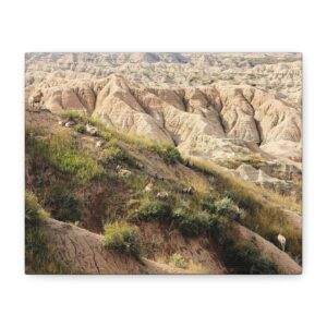 Wrapped Canvas Wall Art of Bighorn Sheep on Rugged Cliffs in Badlands National Park, South Dakota – Wildlife and Scenic Nature Photography