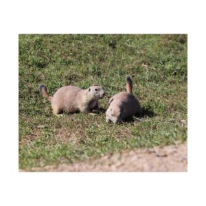 Prairie Dog Couple Wildlife Photography Print – Black-Tailed Prairie Dogs in Badlands National Park South Dakota – Nature, Conservation, and American Grassland Fine Art Print on 300 gsm Paper