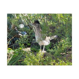 American Roadrunner – Matte Print | Arizona Desert Wildlife Wall Art | Southwest Bird Photography