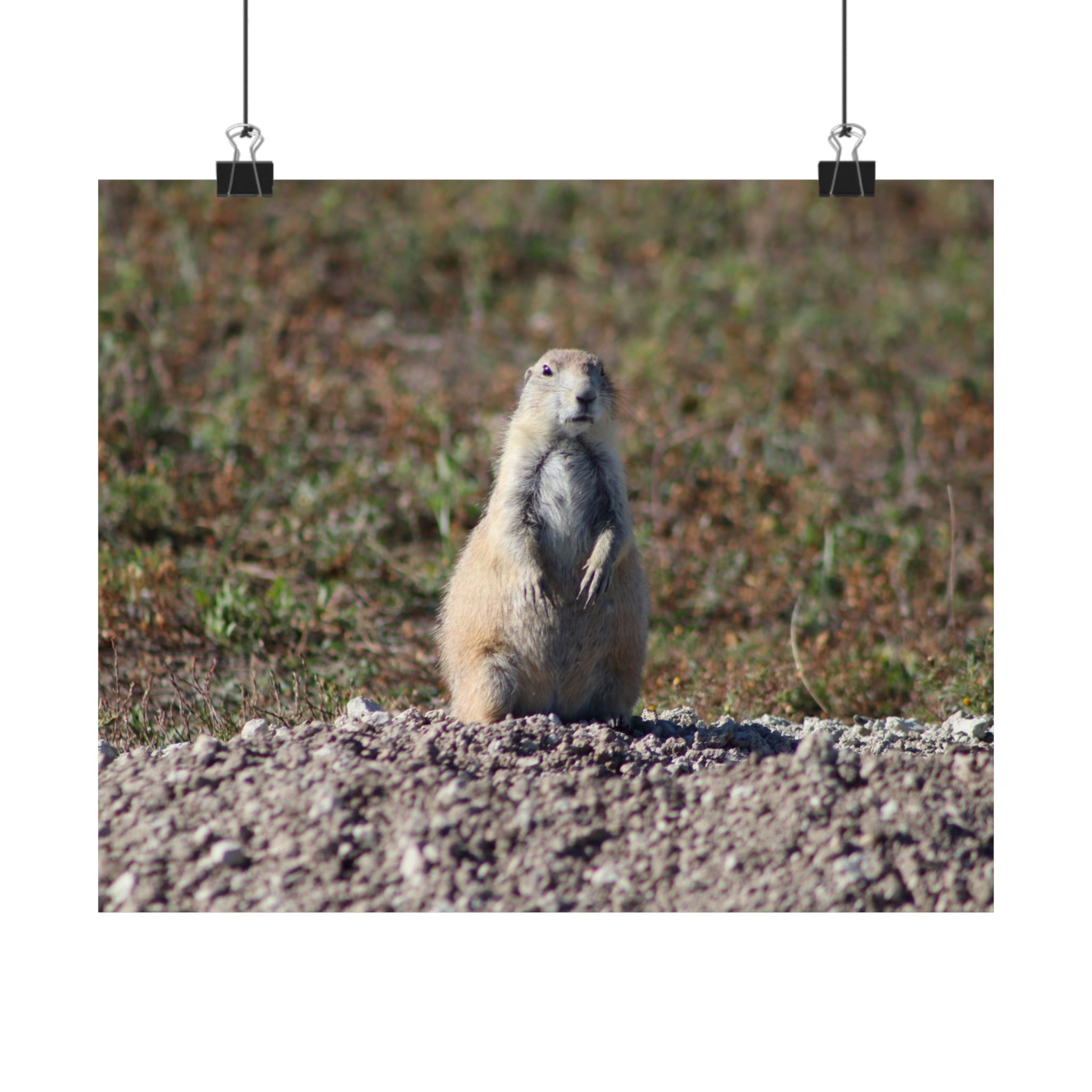 Prairie Dog Wildlife Fine Art Giclée – Badlands National Park, South Dakota – Great Plains Prairie Nature Photography on 300 gsm Archival Paper for Collectors and Rustic Western Wall Art - Image 2