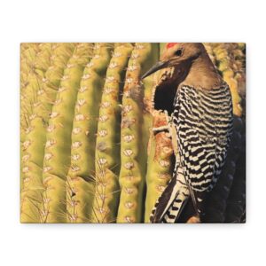 Gila Woodpecker on Saguaro Cactus – Wrapped Canvas Wall Art | Kofa National Wildlife Refuge Print | Arizona Bird and Desert Home Decor