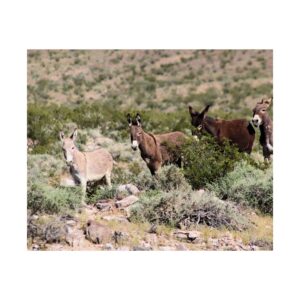 Wild Donkey Family in Nevada Fine Art Print – Desert Wildlife Photography – Burros in Natural Habitat Premium 300 gsm Wall Art (Unframed)