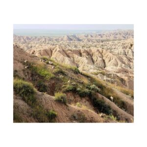 Fine Art Print of Bighorn Sheep on Cliffs at Badlands National Park, South Dakota – Wildlife and Scenic Nature Wall Art