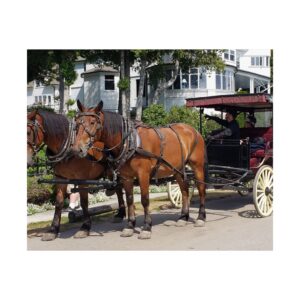 Horse and Carriage on West Bluff Mackinac Island Fine Art Print – Historic Michigan Landmark Photography – Great Lakes Travel Décor – Horses, Carriage Rides, and Victorian Island Homes Premium 300 gsm Poster (Unframed)
