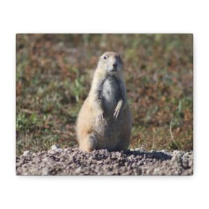 Prairie Dog Wrapped Canvas Wall Art – Badlands National Park, South Dakota Wildlife and Prairie Landscape Photography – Gallery-Wrapped, Ready-to-Hang Rustic Western Home Décor