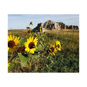 Fine Art Print Sunflowers at Badlands National Park South Dakota | Prairie Wildflowers with Rugged Sandstone Buttes Nature Landscape Photography 300gsm Archival Giclée Wall Art