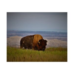 Wild Buffalo at Badlands National Park South Dakota – Majestic Bison Grazing on Prairie Grasslands with Scenic Badlands Buttes and Plains – American Wildlife Photography Wall Art Fine Art Print