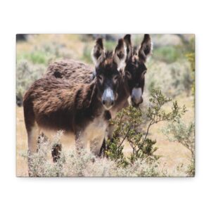 Wild Donkey Couple in Nevada Wrapped Canvas Wall Art – Desert Wildlife Photography – Burros in Natural Habitat Gallery Print Ready to Hang