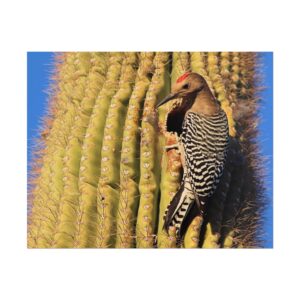 Gila Woodpecker on Saguaro Cactus – Matte Print | Kofa National Wildlife Refuge, Arizona Bird and Desert Photography